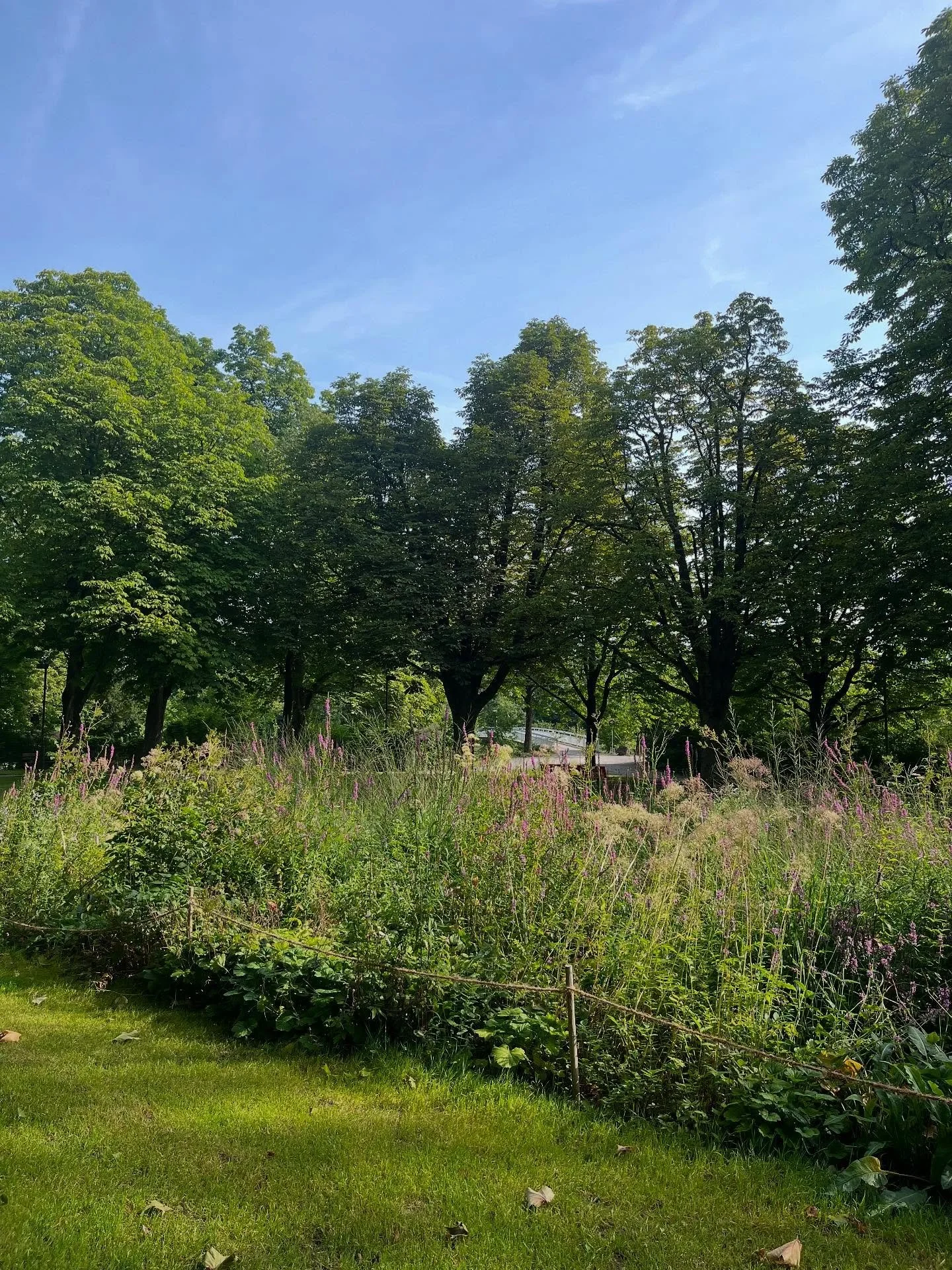 JULY 

A lot of time spent in nature - under the trees practicing yoga, picking yummy berries, swimming in the lake, long nature walks 🌱

July had a funny energy - times of feeling fully connected, grounded, present and ultra grateful. To times wher