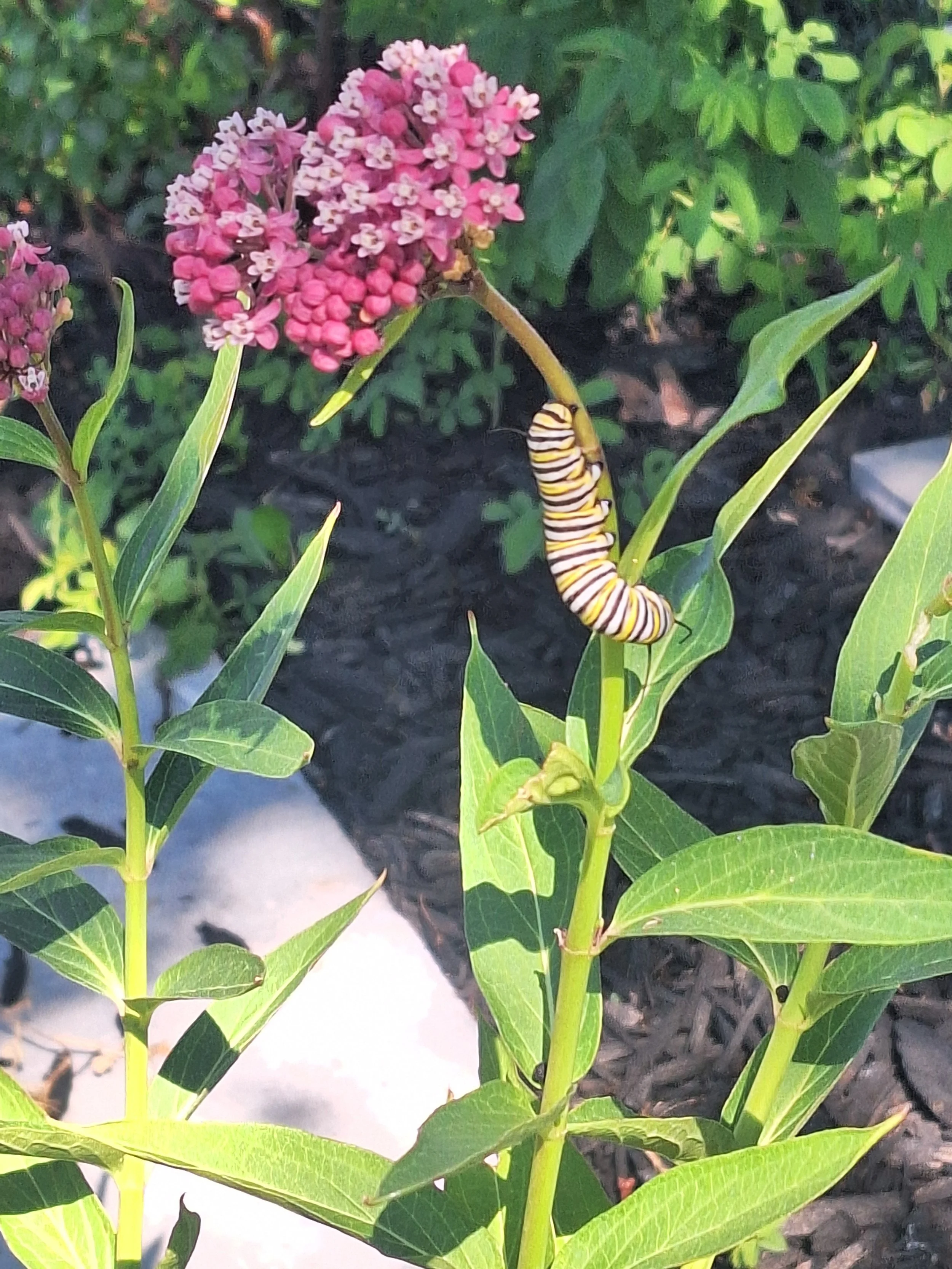 Our First (and second) Caterpillars!