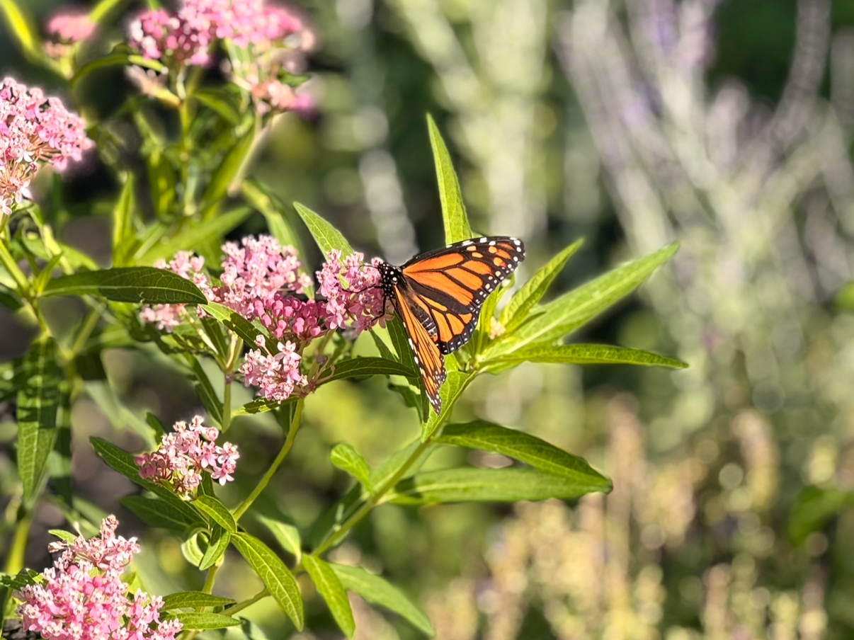 Monarch Butterfly Spotted in Our Garden!