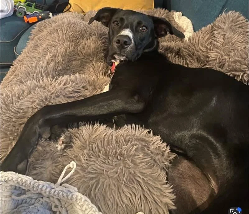 Hey all! I have a friend who needs to rehome their dog. Let me know if you are interested! Female lab mix, 2 years old, spayed, and potty trained. She has a lot of energy, but is always up for a good belly rub! 
Please share with your family and frie