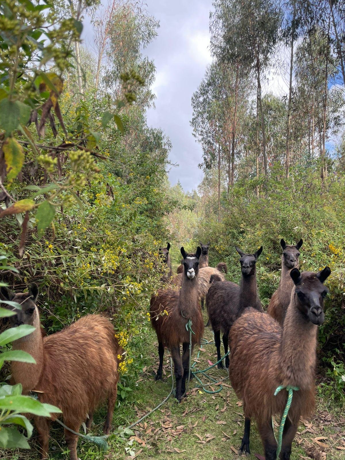 A group of llamas standing on a narrow dirt trail surrounded by green bushes and tall trees, under a partly cloudy sky.