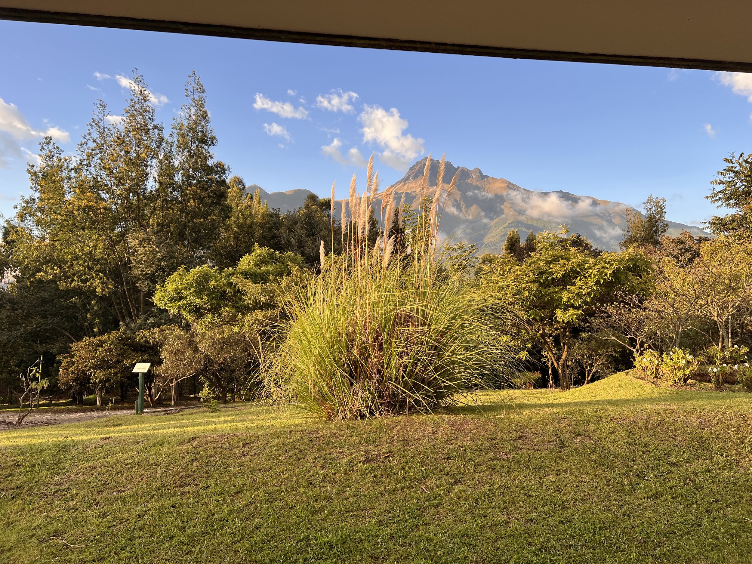 A scenic view of lush green trees and tall grass in the foreground with a mountain range in the background under a partly cloudy blue sky.