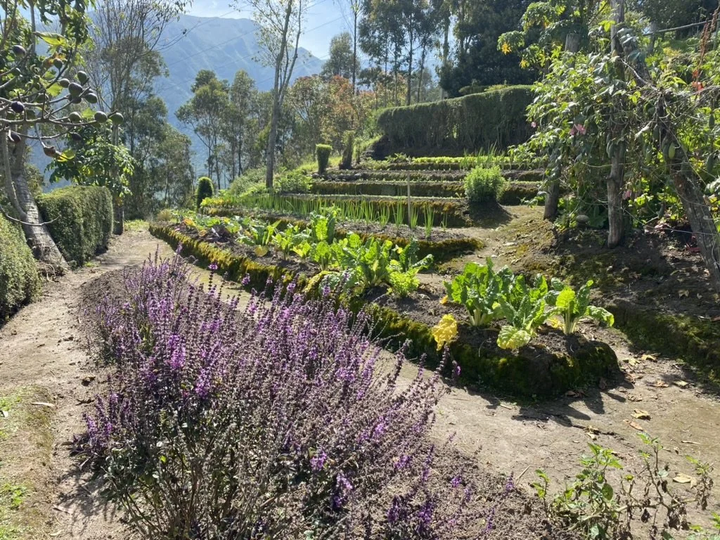 A garden with rows of leafy green vegetables, a dirt path, and purple flowering plants, set against a backdrop of trees and mountains.
