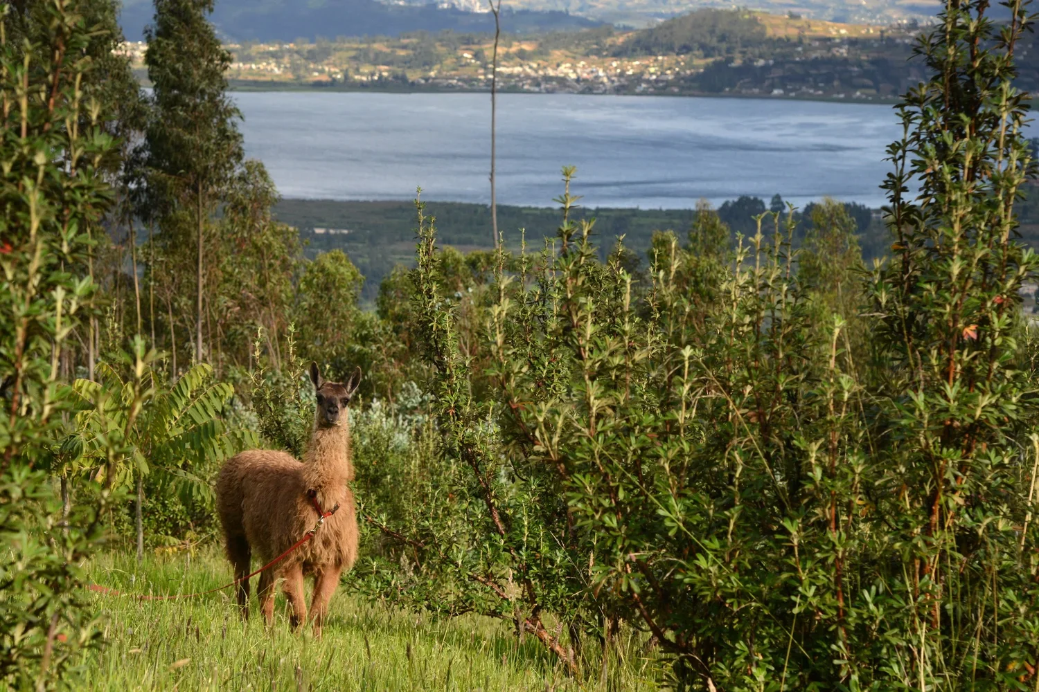 A llama standing on green grass among shrubs with a lake and hills in the background.