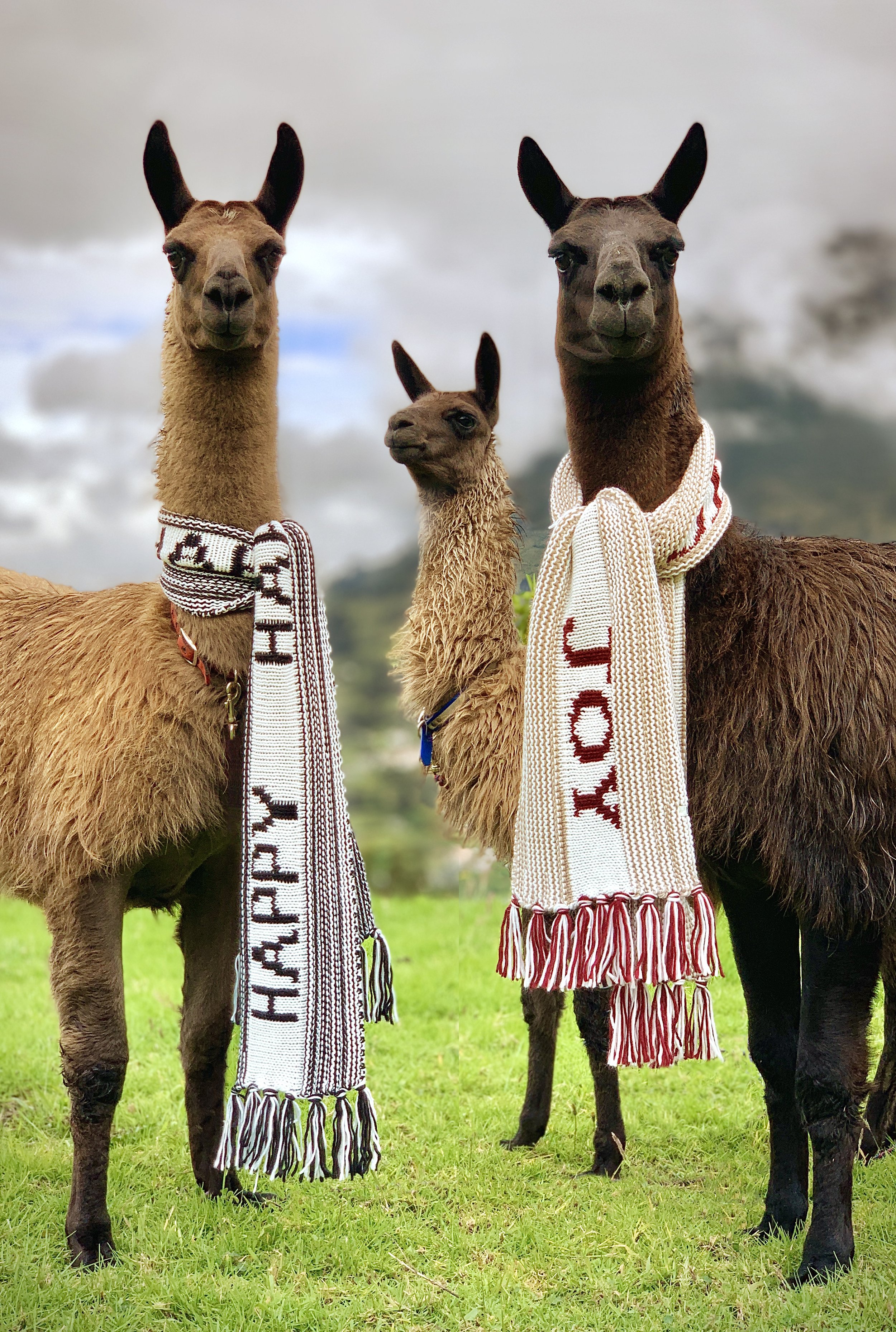 Three llamas standing on green grass, each wearing a decorative white, red, and black woven scarf around their necks. The llamas have brown and black fur, with the background showing a cloudy sky.
