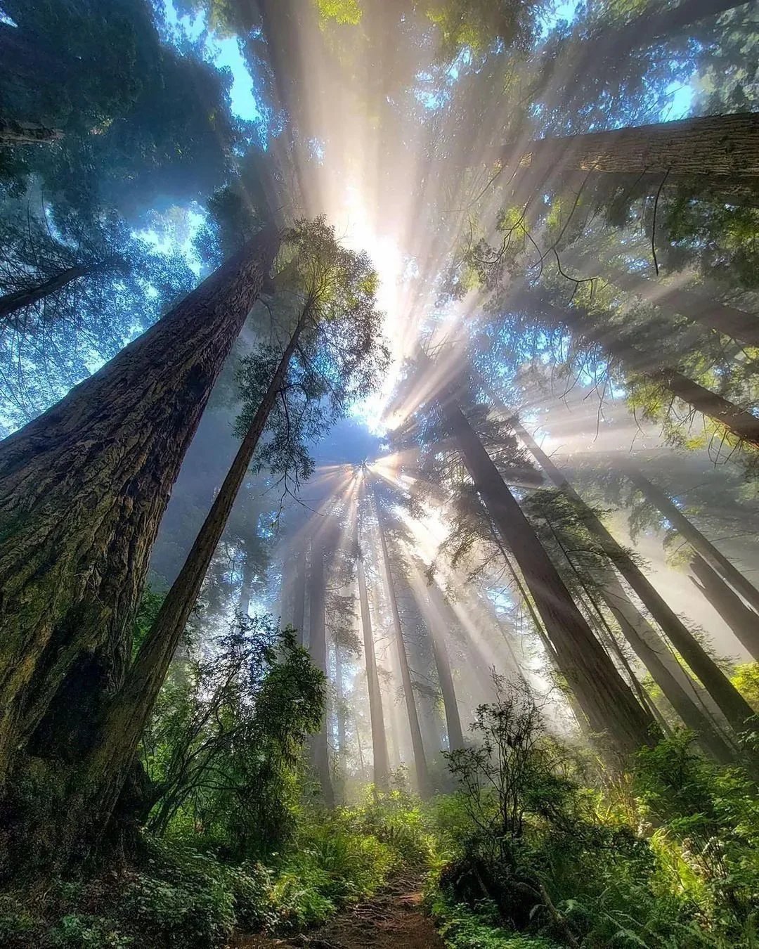 Sunlight filtering through tall trees in a dense forest, creating rays of light and a lush green forest floor.