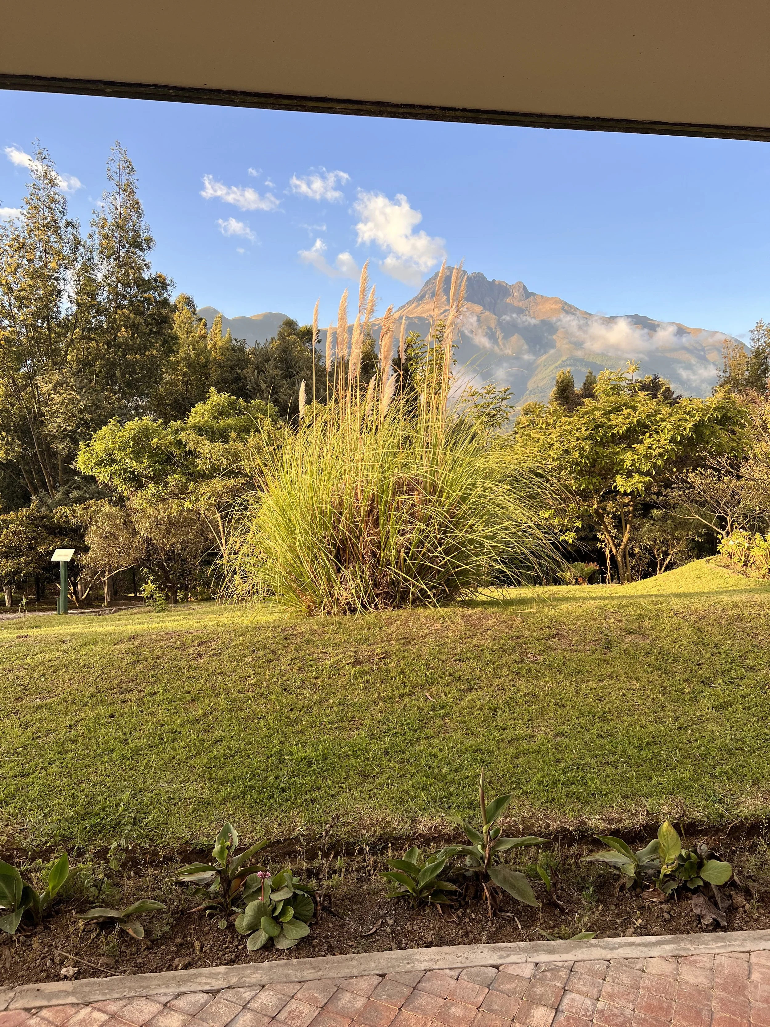 View of a garden with green grass, small plants along a stone pathway, tall grasses, trees, and a mountain in the background under a blue sky with some clouds.