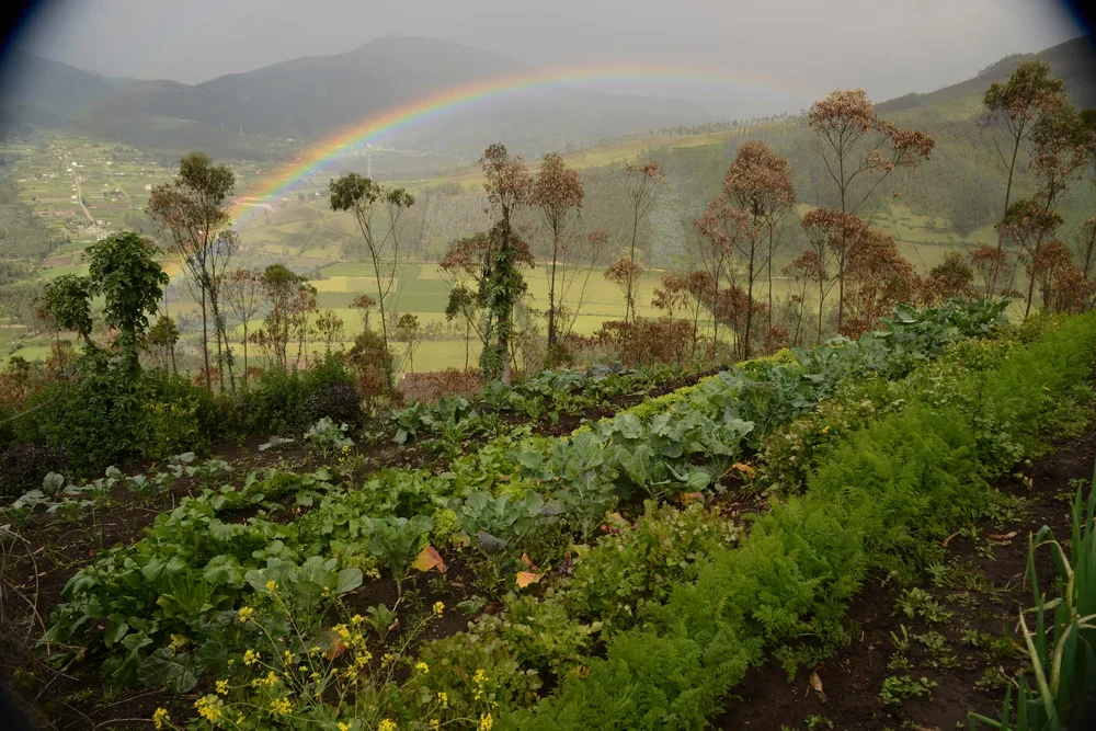 A lush vegetable garden on a hillside with rows of green leafy vegetables and other plants, with a backdrop of distant mountains, trees, and a rainbow in the cloudy sky.