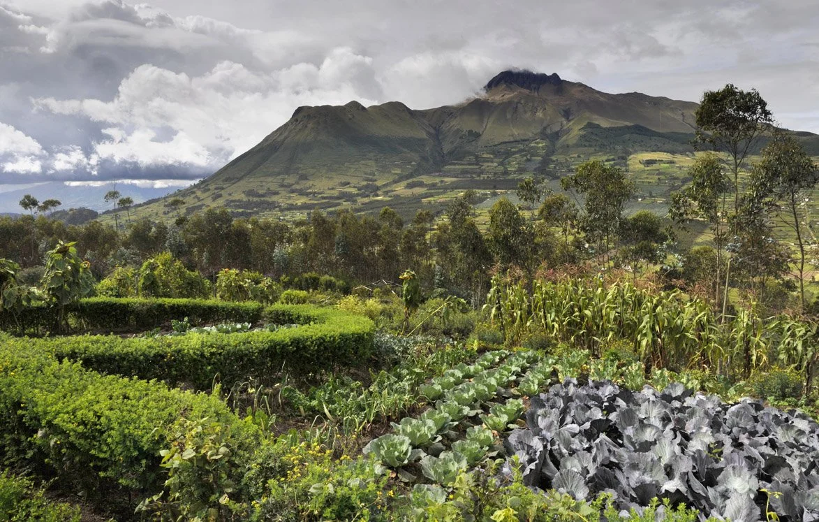 Farming landscape with vegetables in the foreground, trees, and a mountain in the background under a cloudy sky.