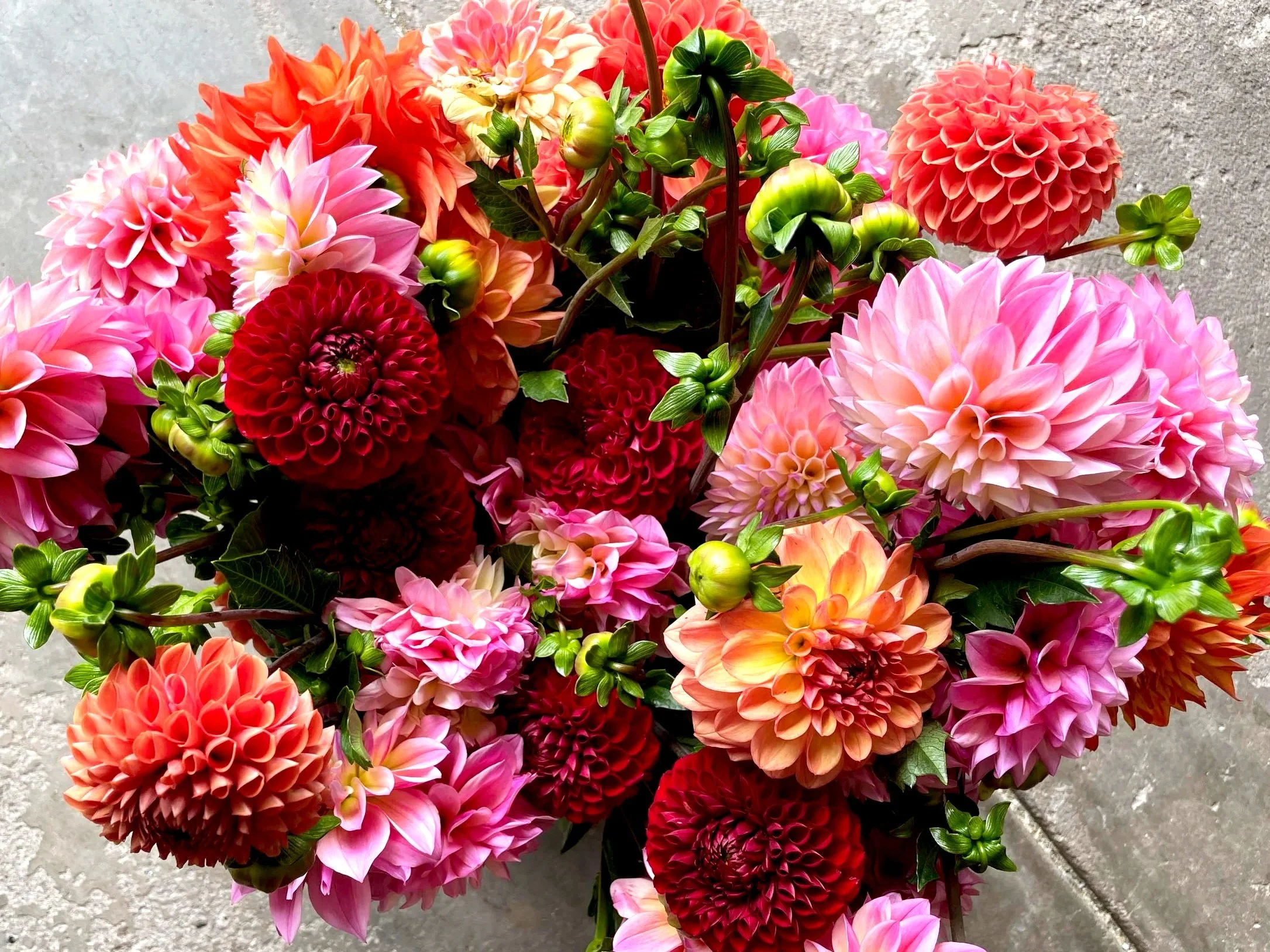 Valentine's Day Dahlia Special