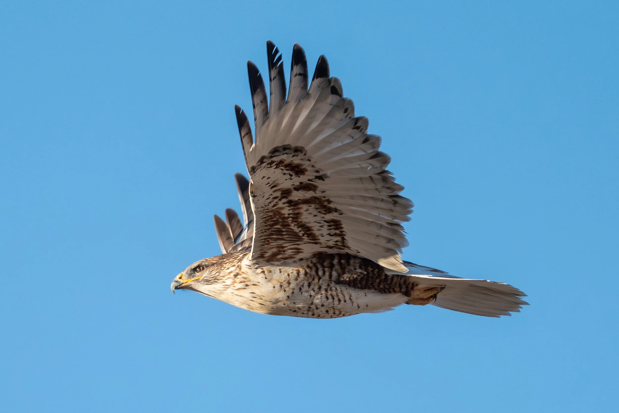 Ferruginous hawk