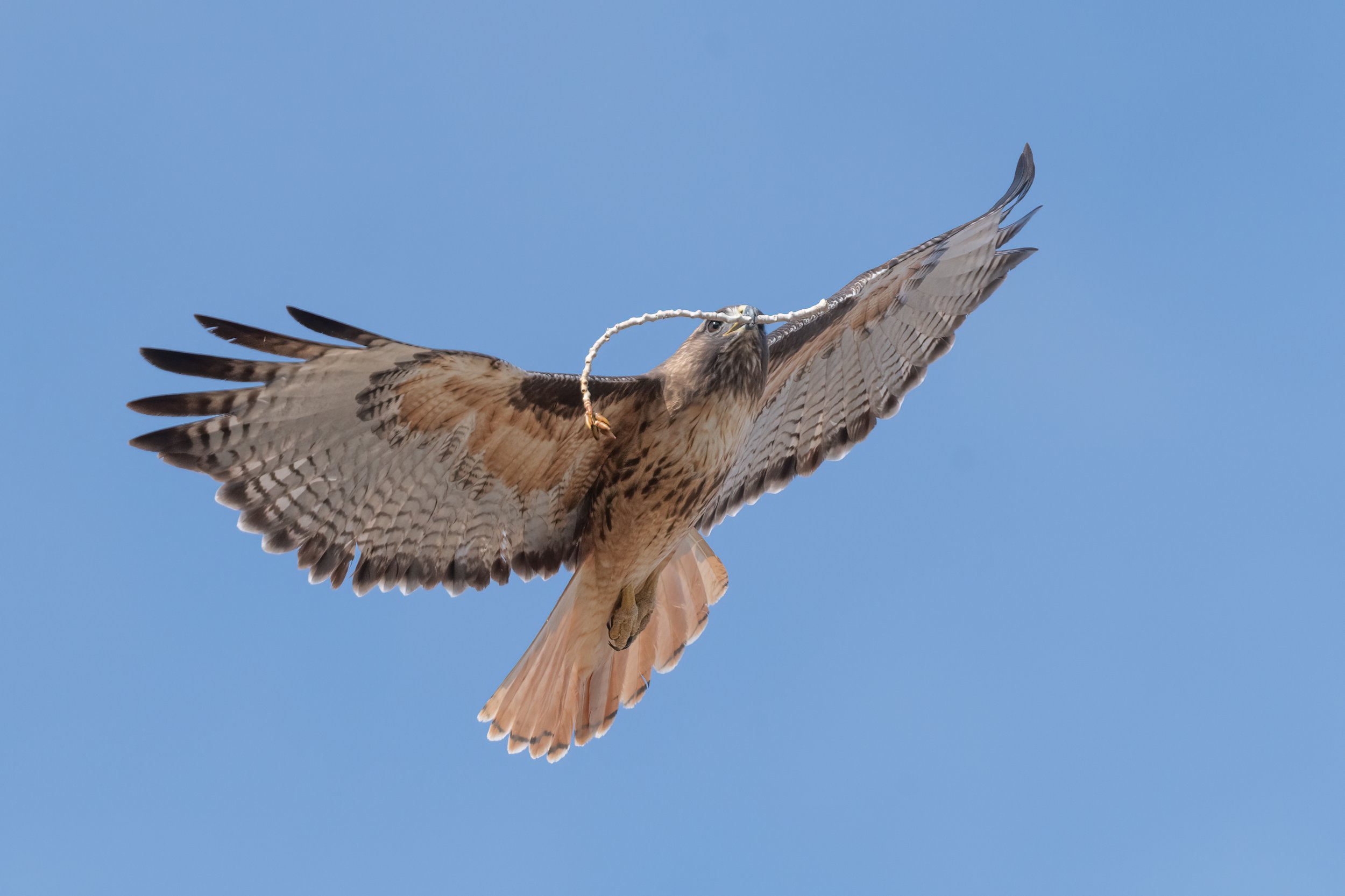 Red-tailed hawk