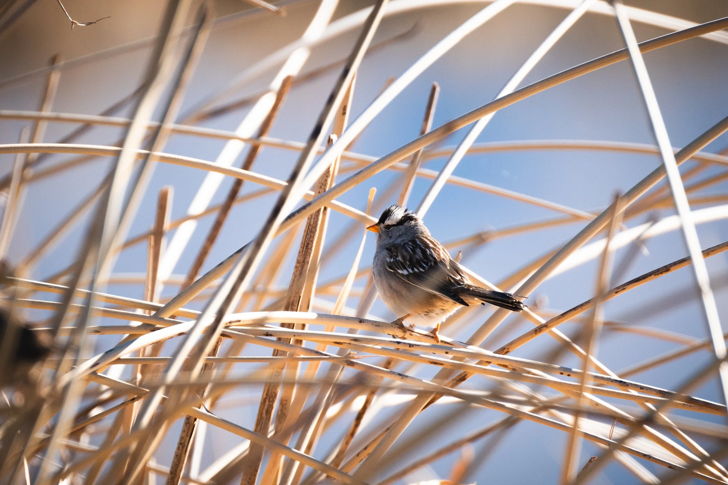 2025 Bishop Christmas Bird Count Results