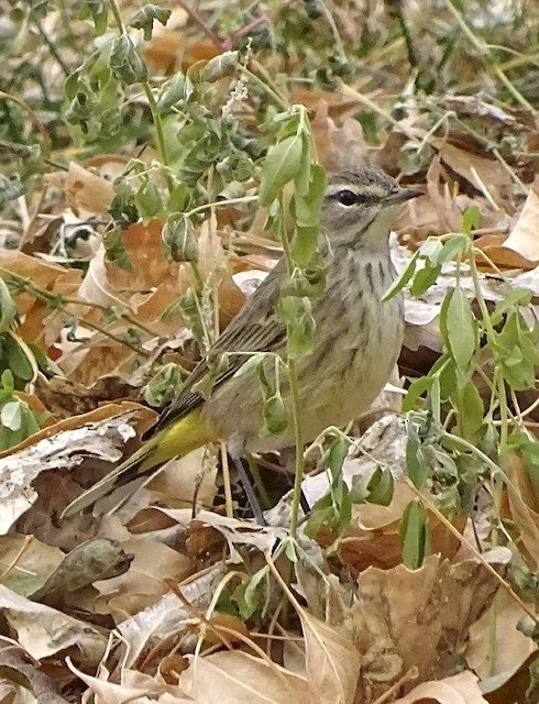 2021 Christmas Bird Counts in our Region