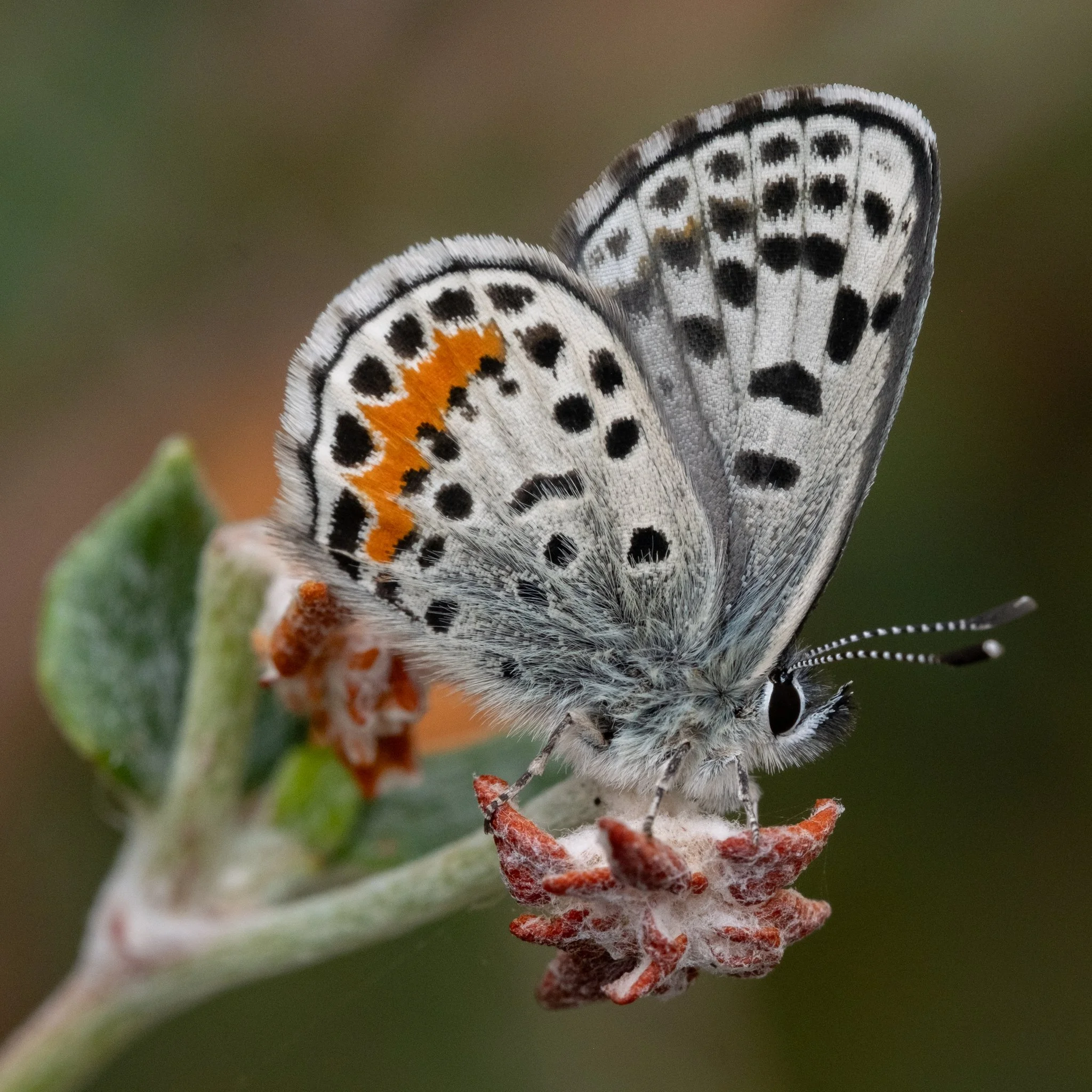 Tiger Beetle and Butterfly Tour of Fish Slough with Jen Klingler