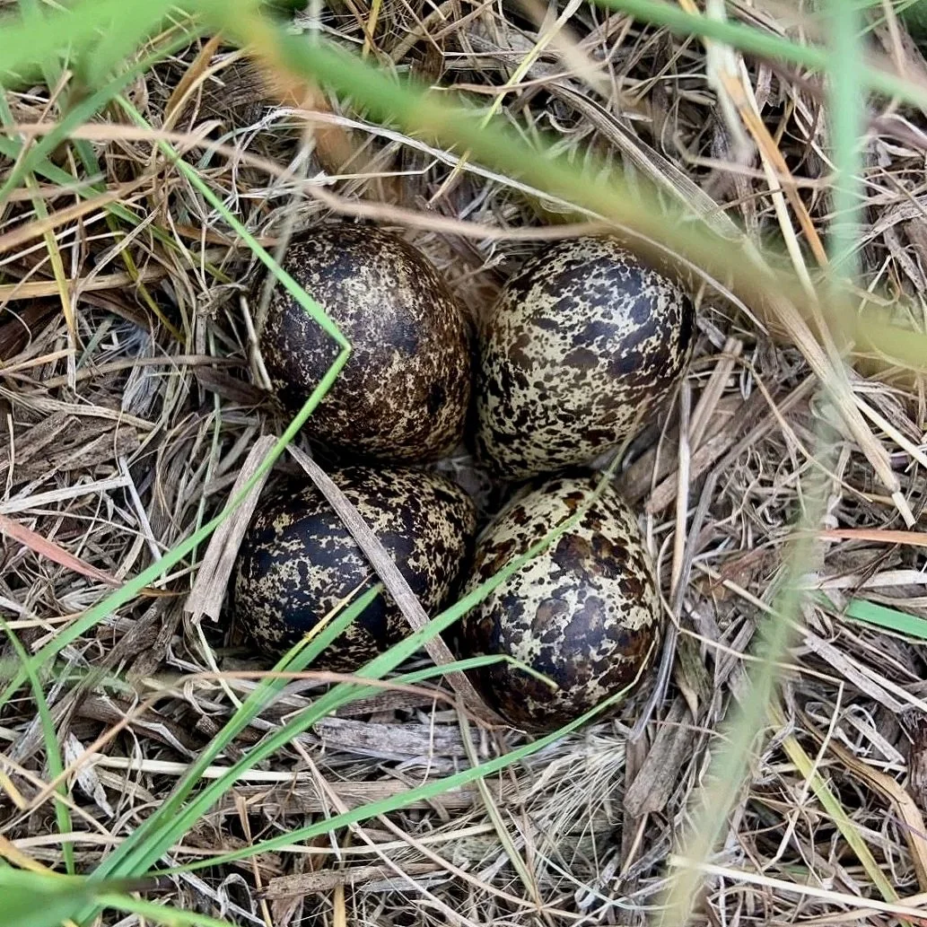 Webinar - Breeding Bird Atlas in the Eastern Sierra