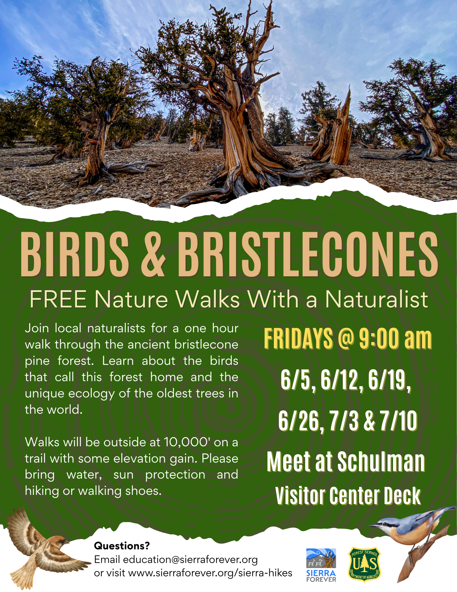 Birds &amp; Bristlecones (a Sierra Forever event)