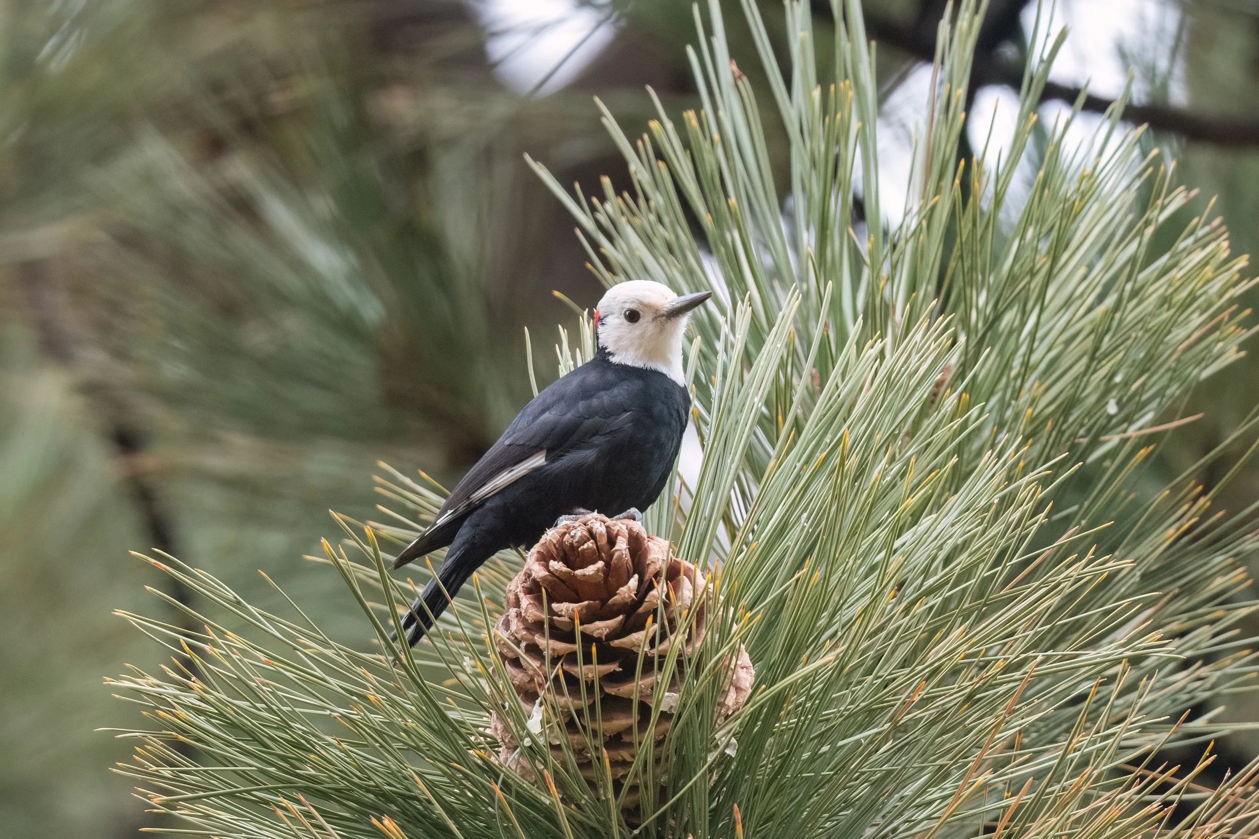 Kids of All Ages Beginner Bird Walk