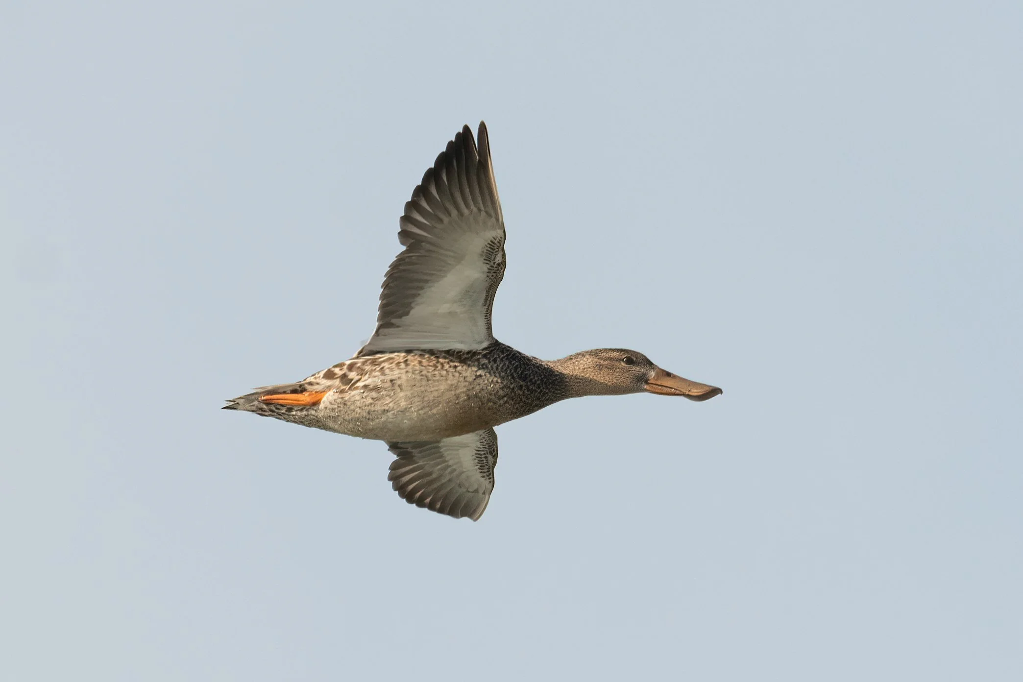 Demystifying “Brown Ducks” on Crowley Reservoir