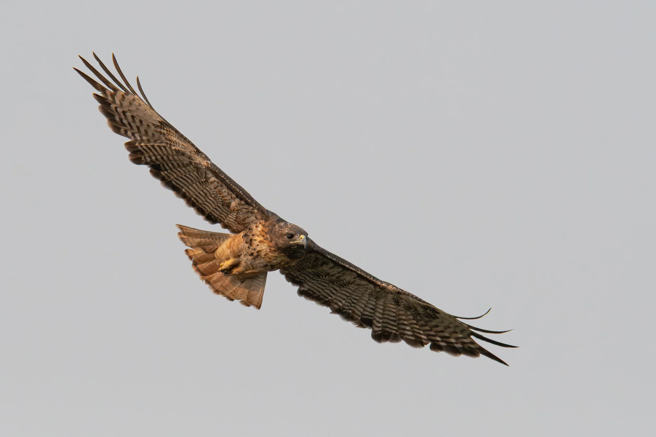 Wintering Raptor Tour Around Bishop
