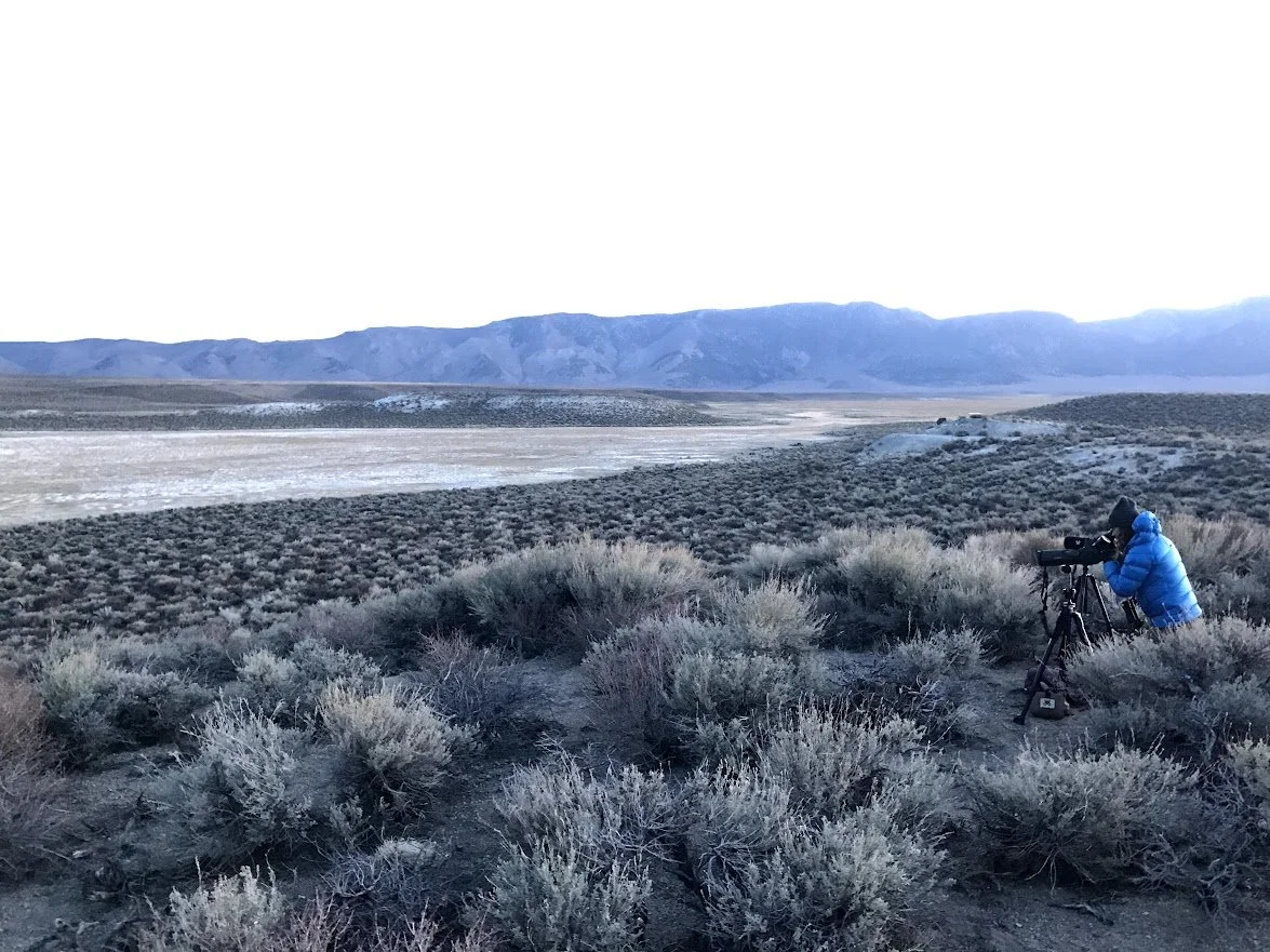 scoping out a bi-state sage grouse lek