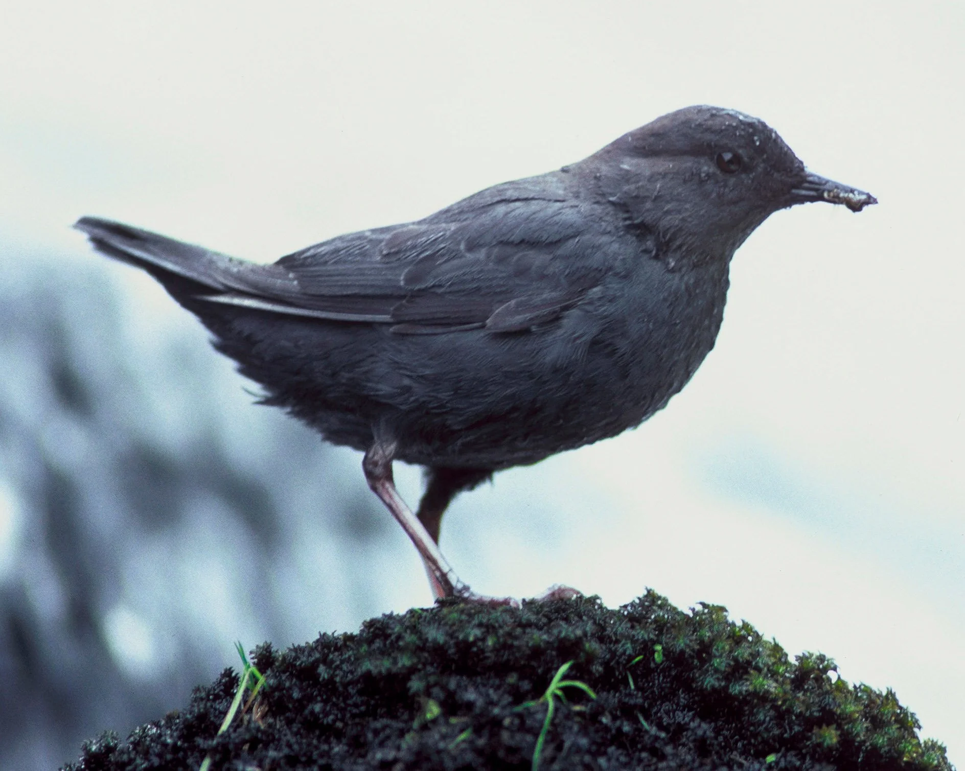 American dipper