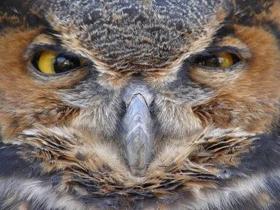 Closeup of a Great Horned Owl squinting at the photographer