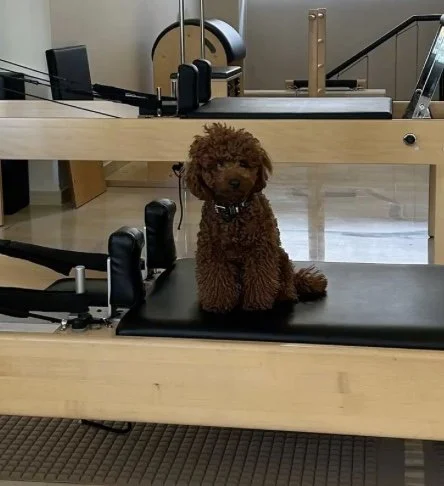 Dog Reformer 🐶