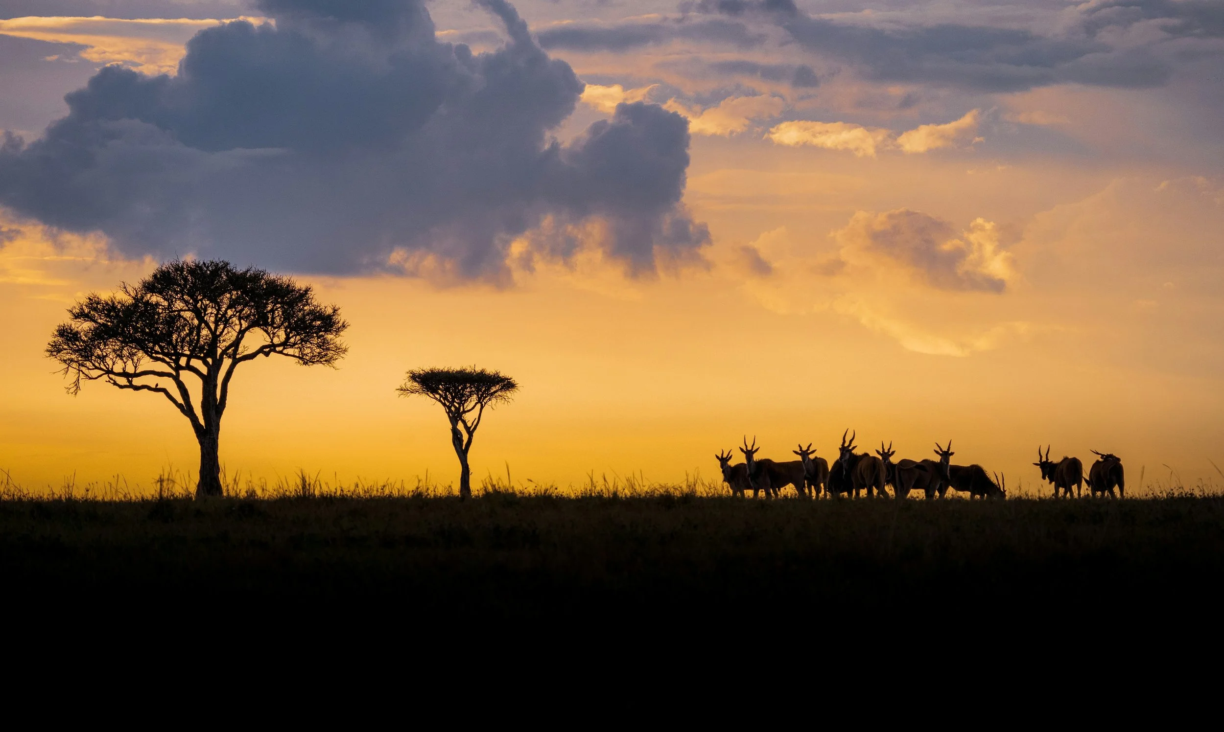 Great National Parks XL: Maasai&nbsp;Mara