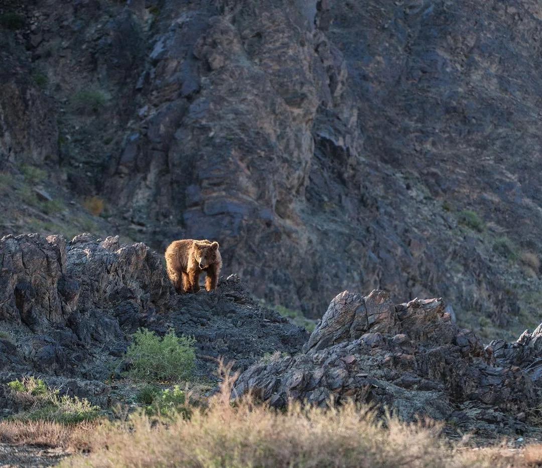 Great National Parks XLII: Gobi