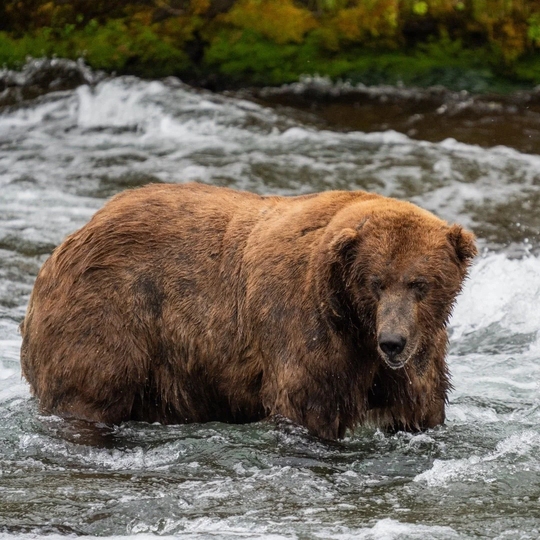 Great National Parks L: Katmai