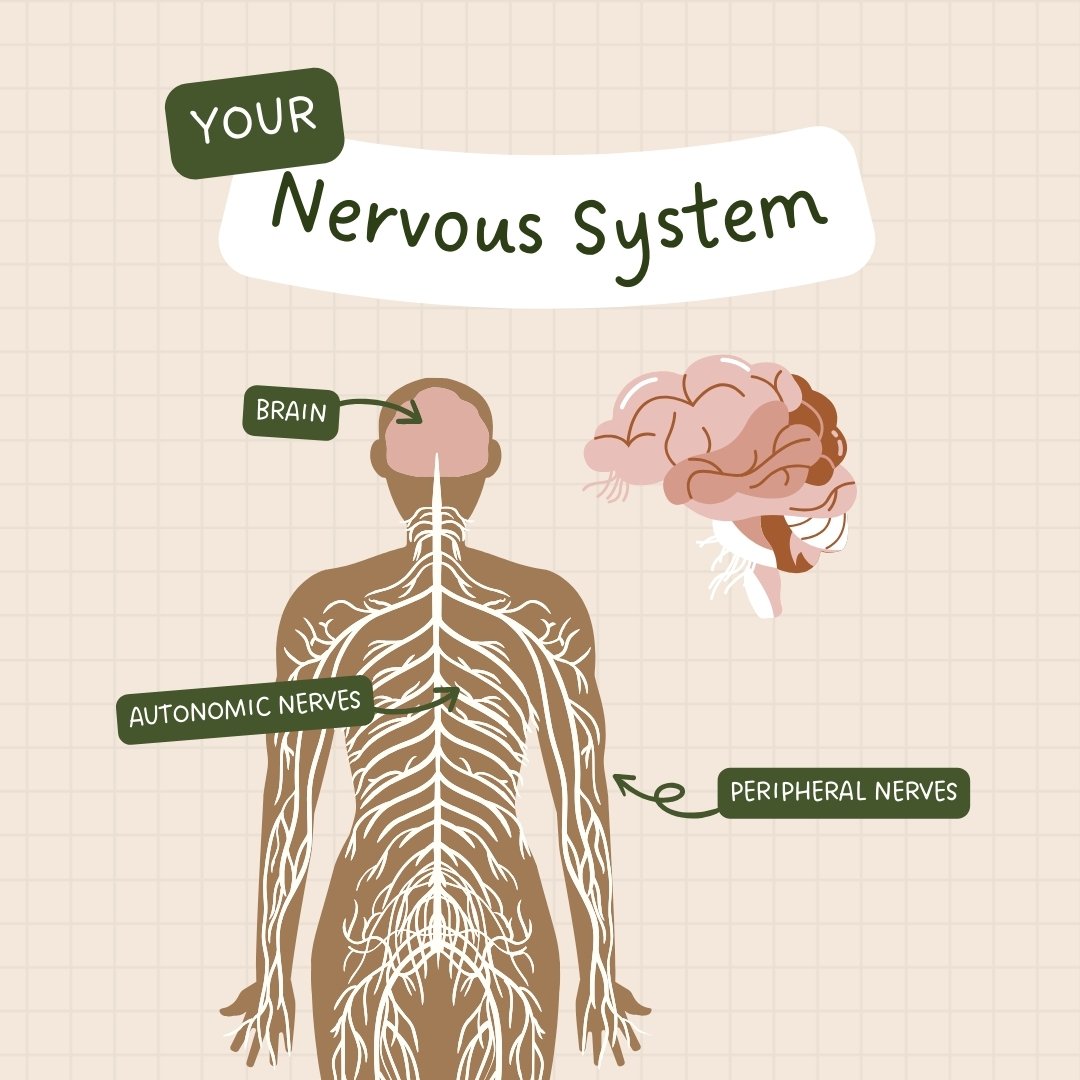 How Childhood Shapes the Nervous System (Trauma Series Part 3)