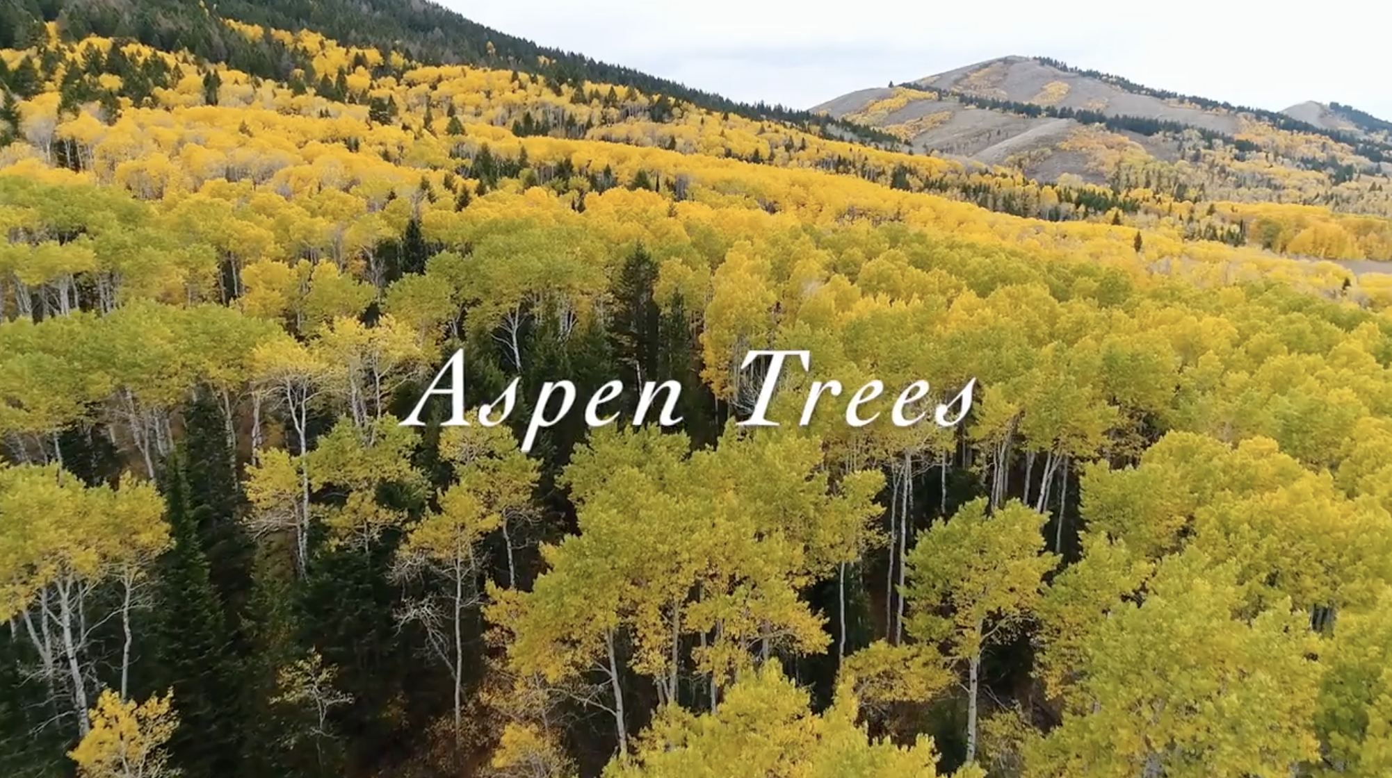 Aspen Trees