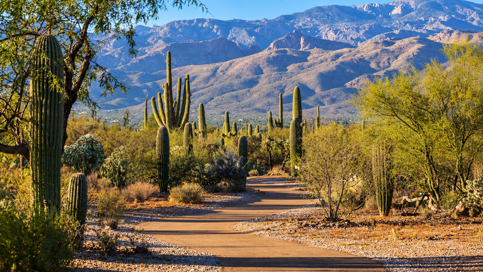 Saguaro National Park East Cactus Forest Loop Drive scenic views in Tucson Arizona