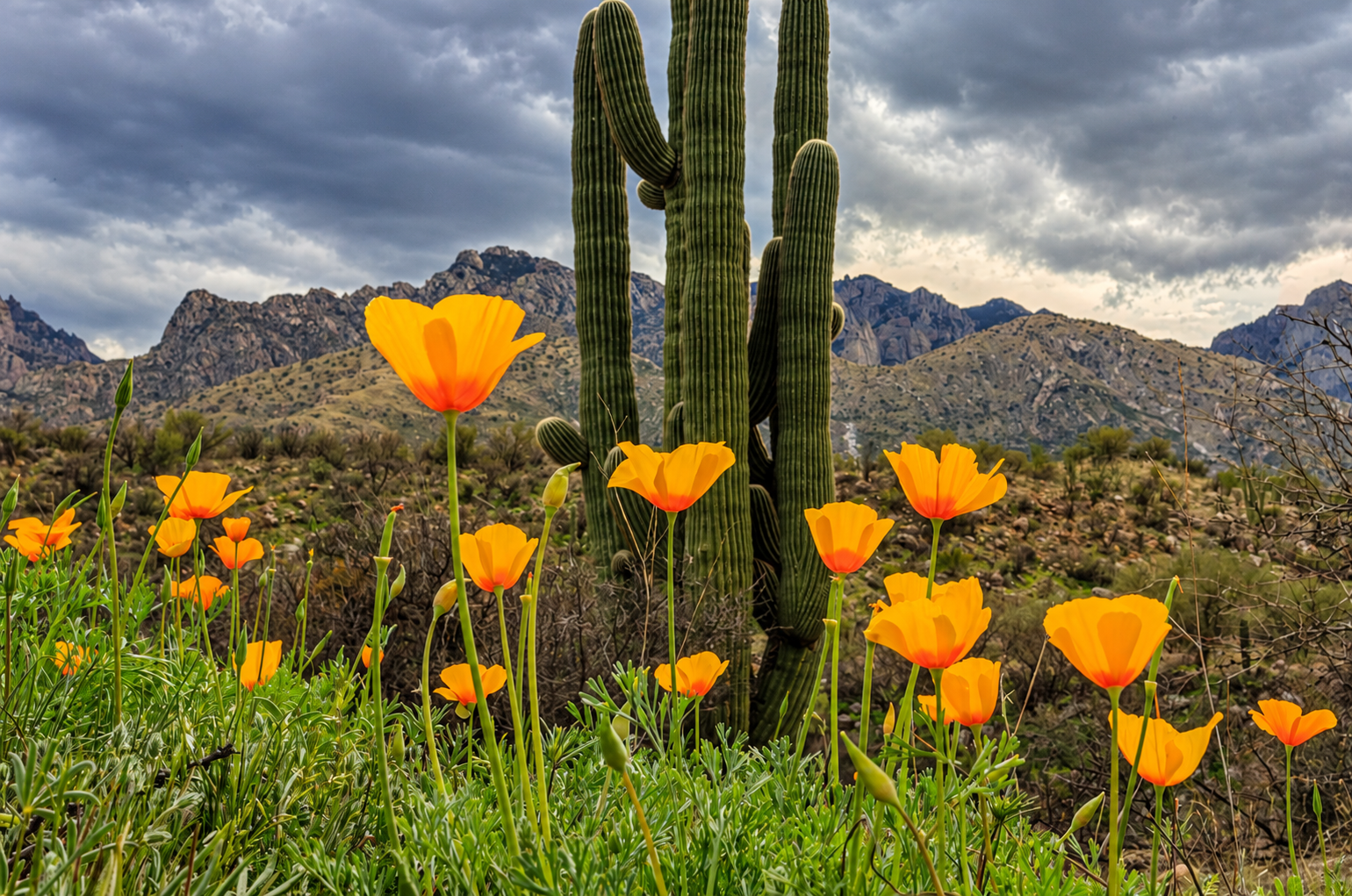 Catalina State Park hiking trail with saguaro cacti and Santa Catalina Mountains in Oro Valley Arizona