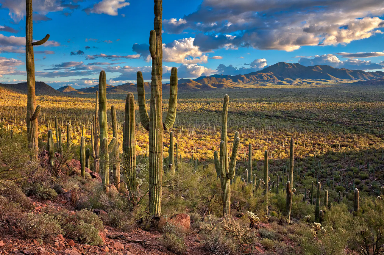 Protected mature saguaro cactus in the Sonoran Desert under Arizona Native Plant Law