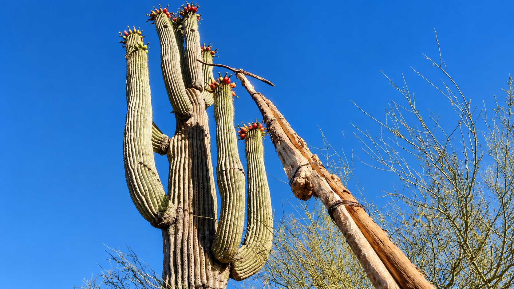 Saguaro fruit harvest in the Arizona Sonoran Desert