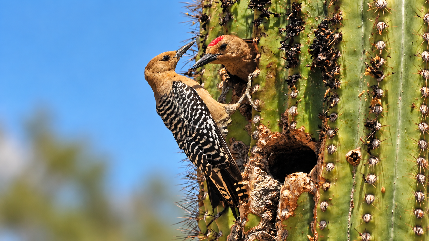 Gila woodpecker nesting hole and saguaro boot cavity in Sonoran Desert cactus