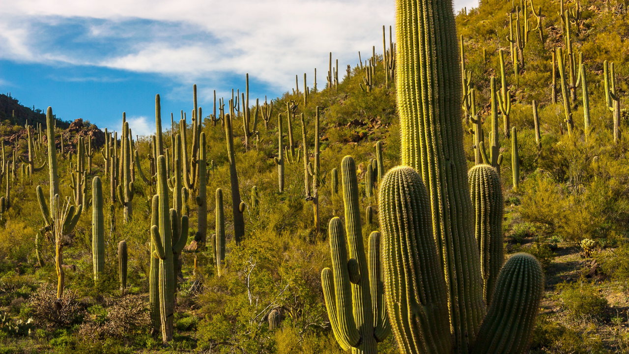 Dense saguaro cactus forest along Bajada Loop Drive in Saguaro National Park West Tucson Arizona