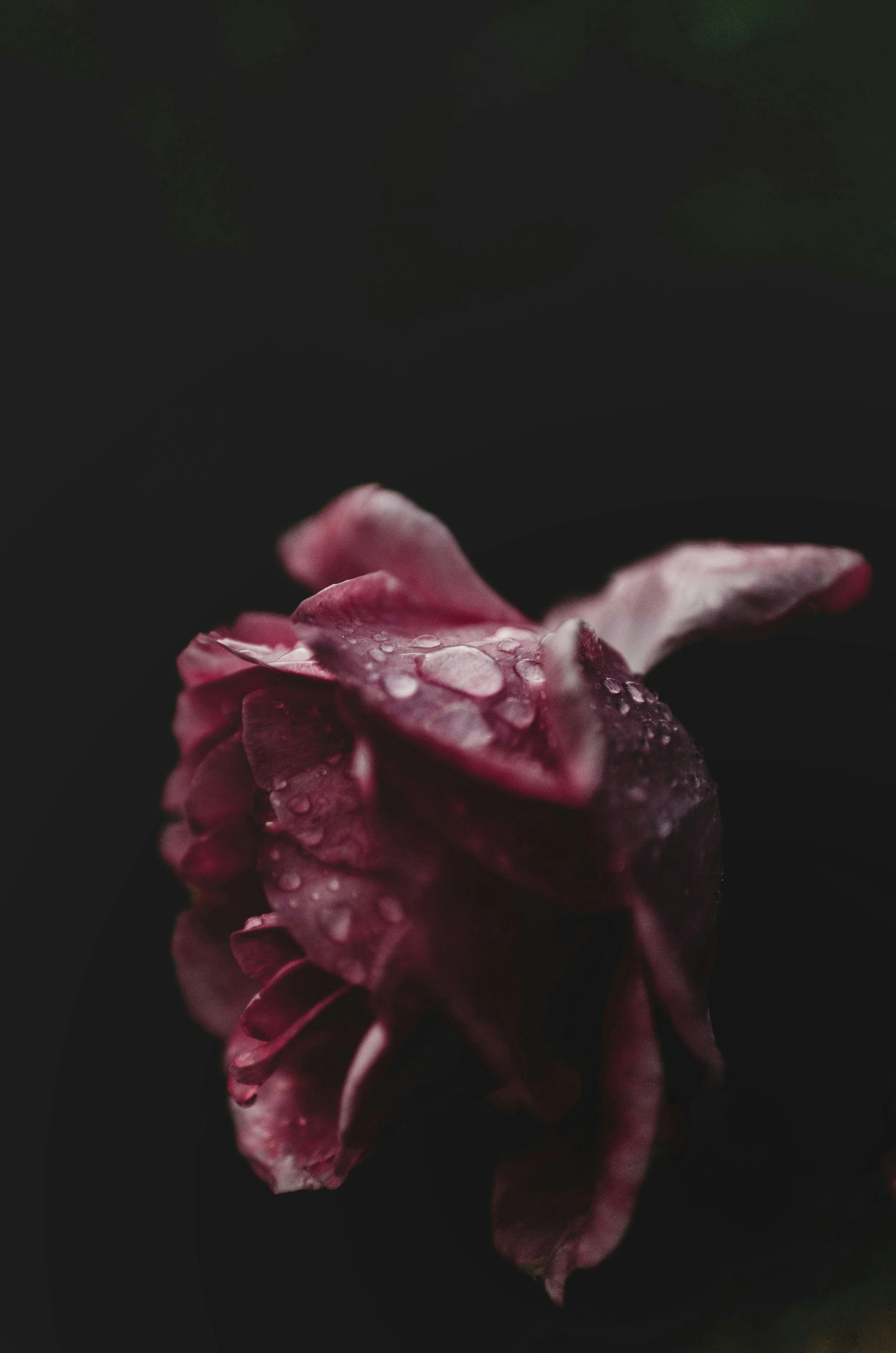 gaman-alice-AE-E-DNAFbs-unsplash.jpg