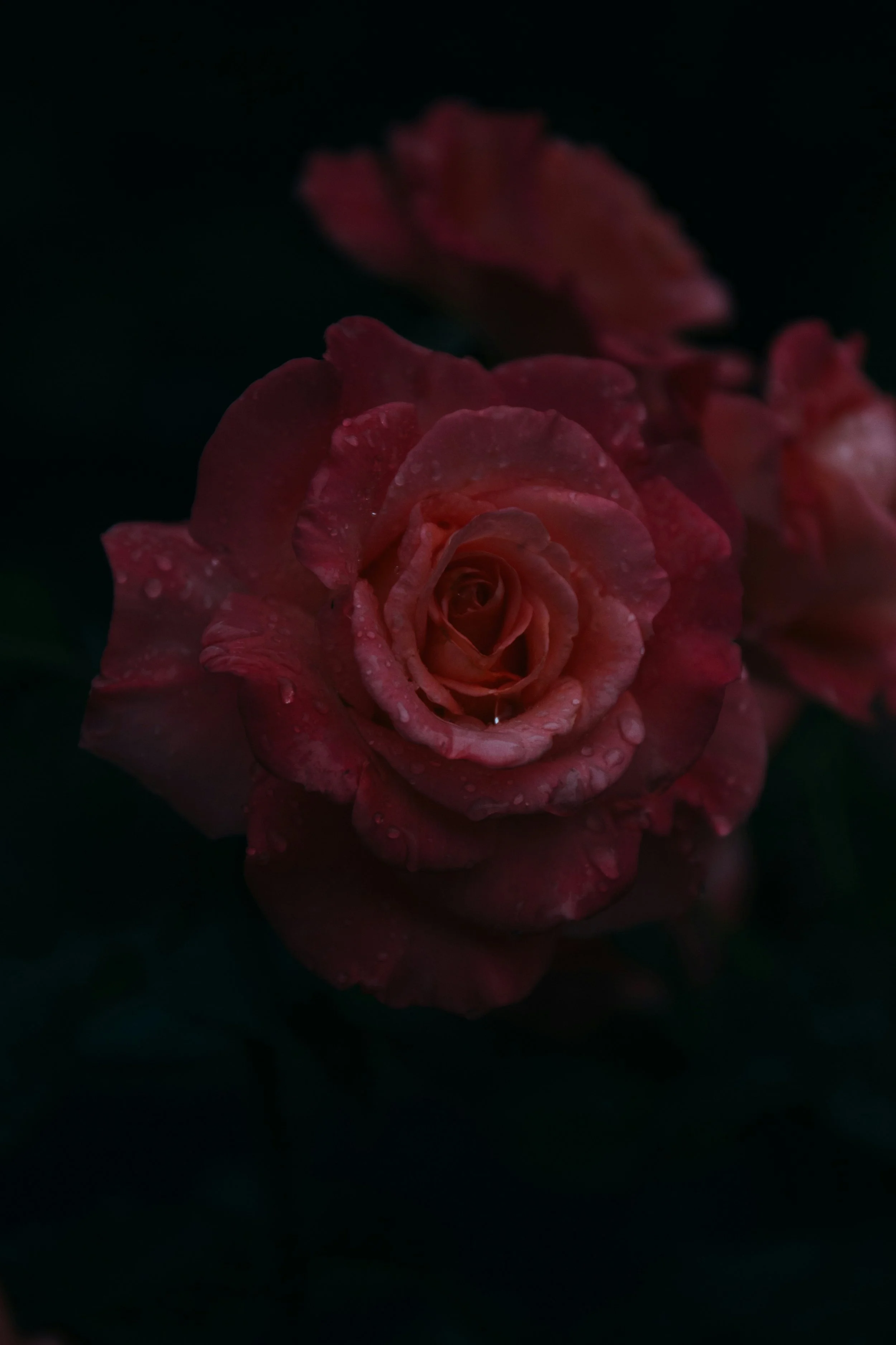Rose.jpg