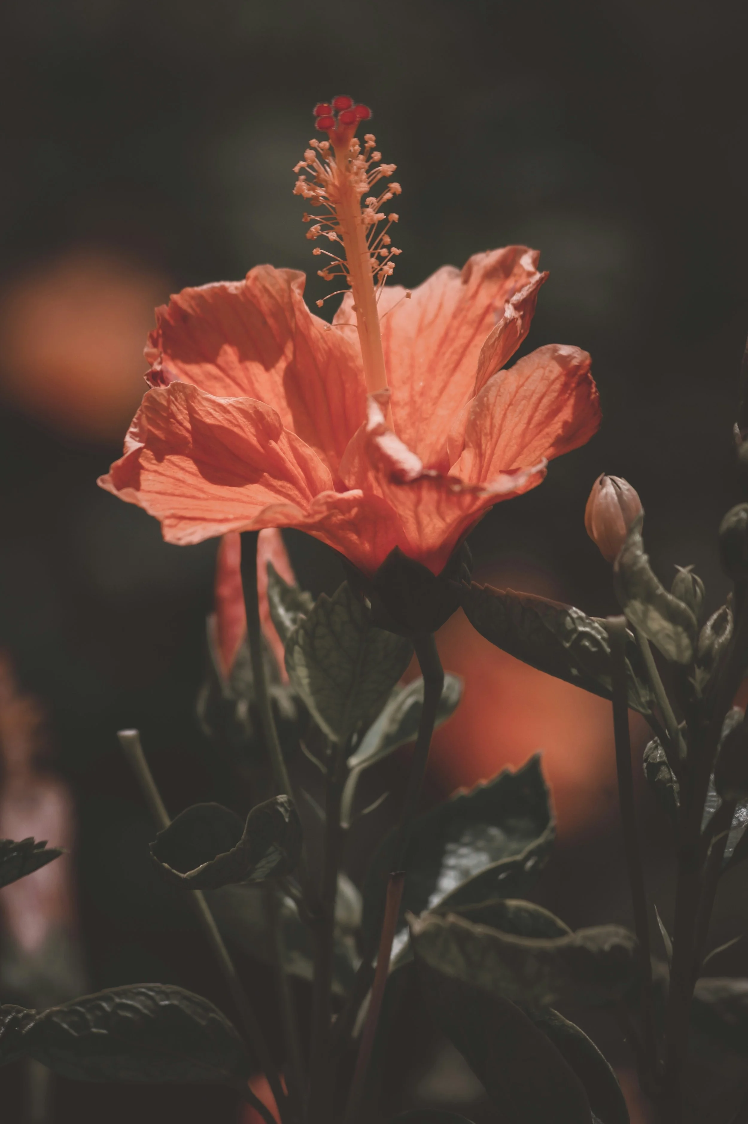 akshar-chaudhari-3xXDWo_WbgE-unsplash.jpg