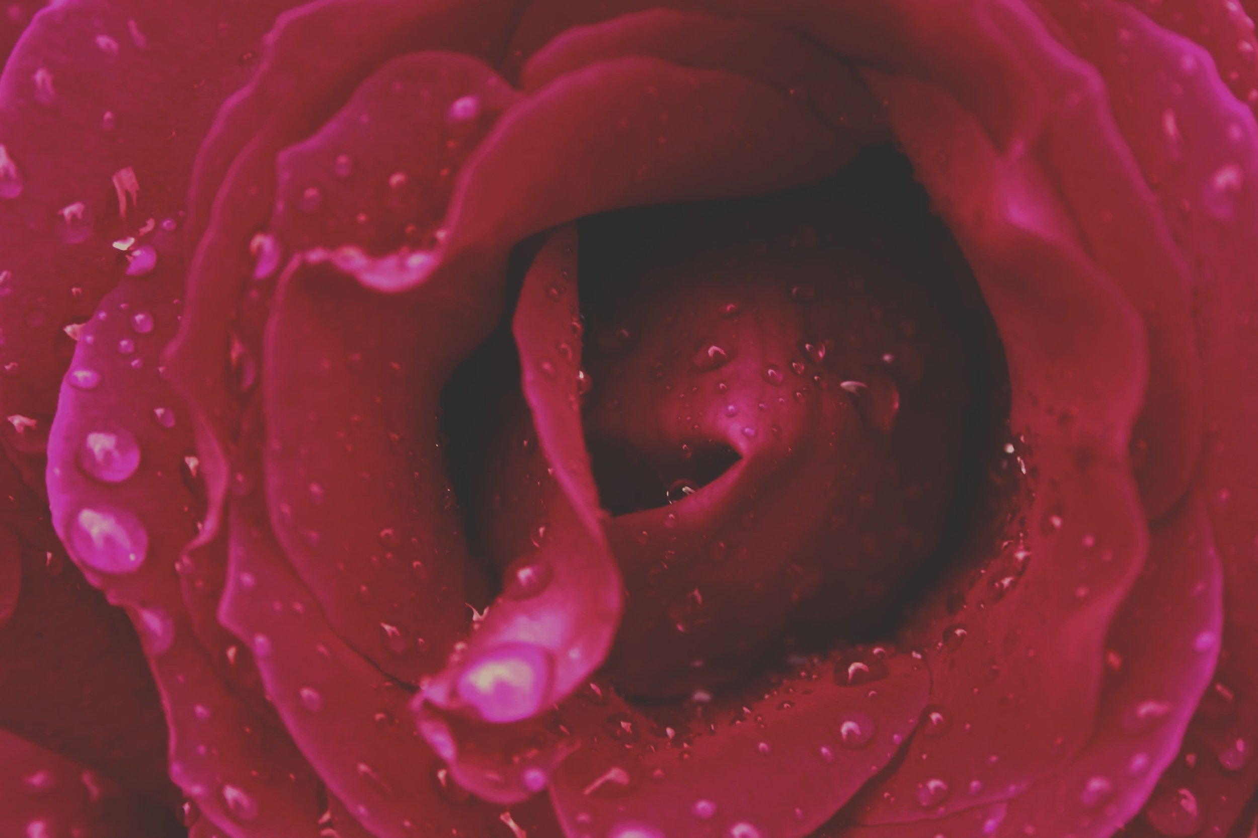 wet rose.jpg