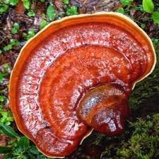 Reishi Dual-Extraction Tincture