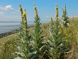 Mullein Dual-Extraction Tincture