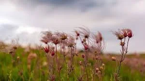 Prairie Smoke Root Dual-Extraction Tincture