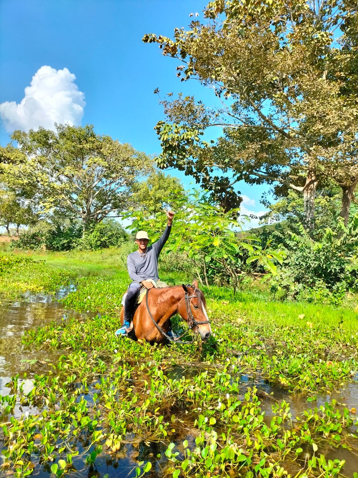 Person riding a horse in a waterlogged area with green plants, surrounded by trees under a blue sky with clouds. Cuba.