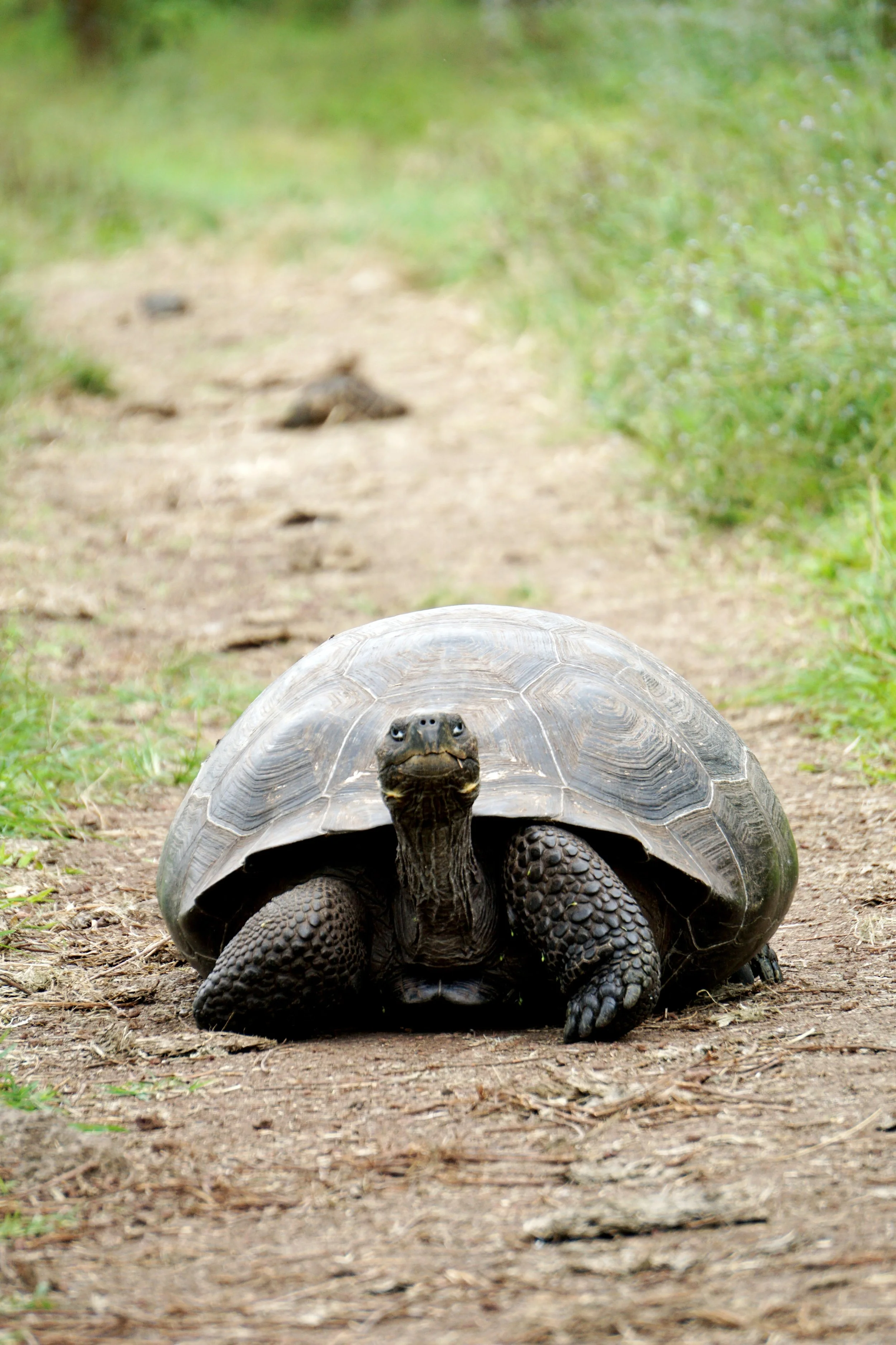A large snapping turtle walking on a dirt path surrounded by green grass, Galapagos, Ecuador.