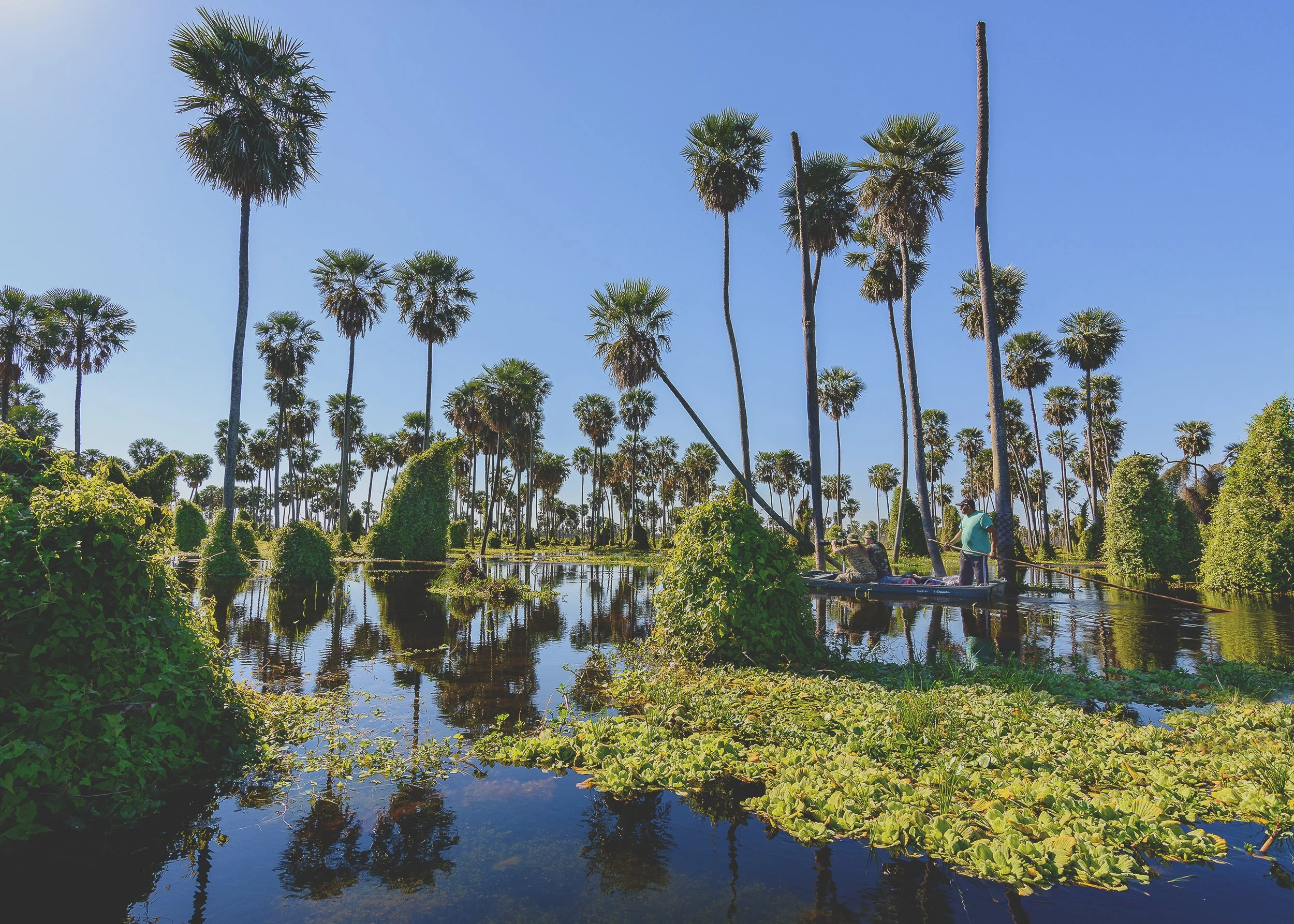 Men on a boat navigating a waterway surrounded by tall palm trees and lush greenery under a clear blue sky, Argentina, Los Palmares.