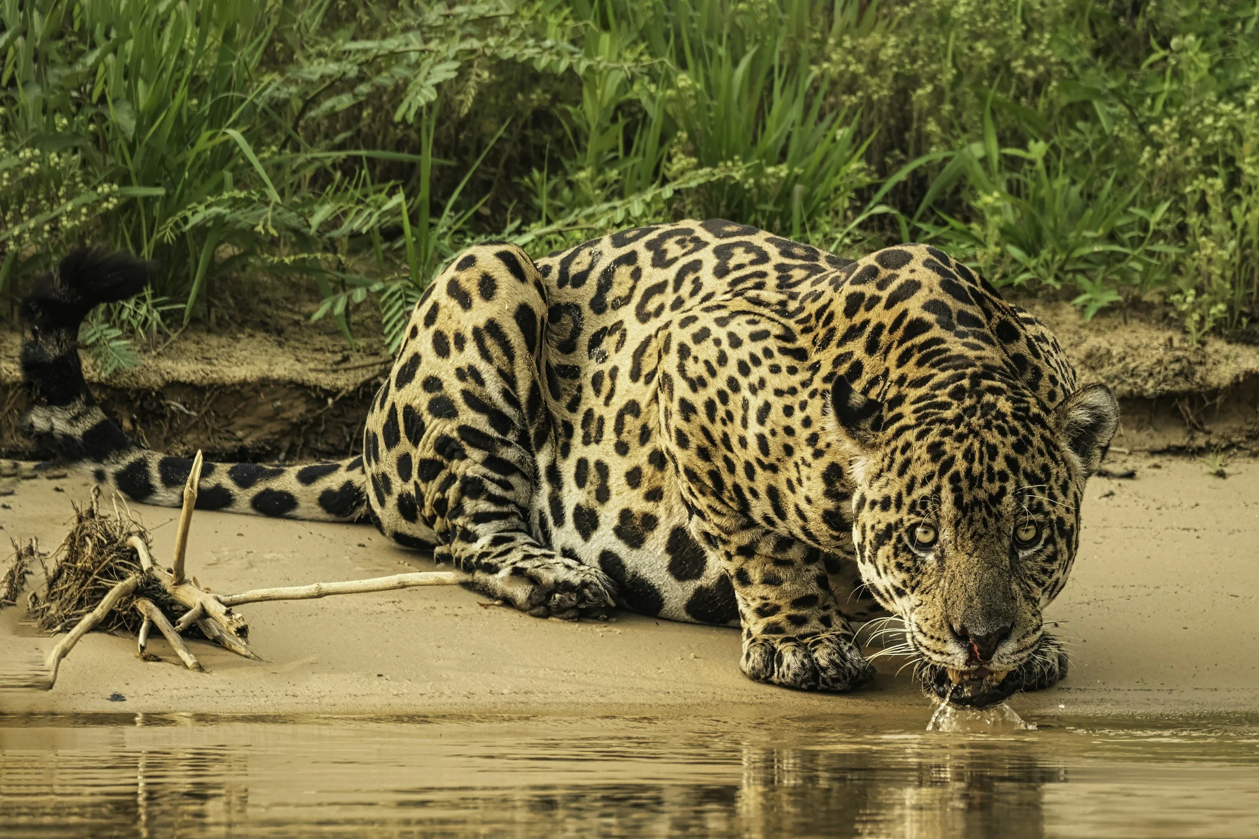 A jaguar drinking water at the edge of a river, with green foliage in the background.